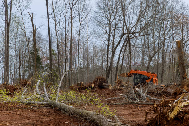 Reliable Etowah, NC Tree Removal Services Solutions